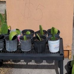 Cactus For Sale