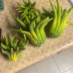 Buddha’s. Hand  Citrus Fruit