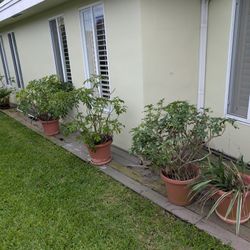 Plastic Planters And Plants