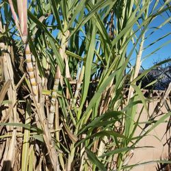  Plants 🪴 & Caines