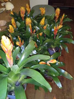 Tray of 15. plants