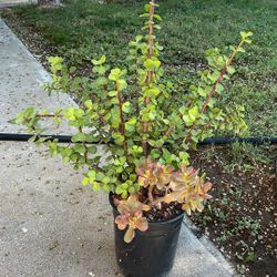 Succulent Plants 🪴 