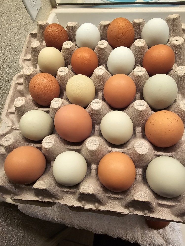 FARM FRESH EGGS