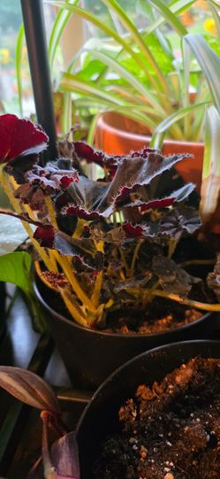 Black velvet bagonia