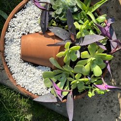 Large Beautiful Succulent 