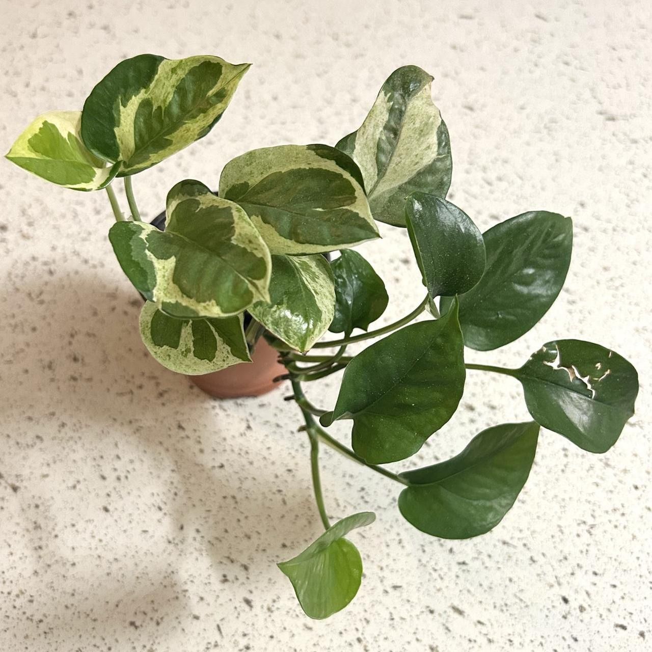 Small Manjula Pothos Variegated Live Plant