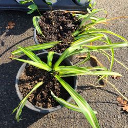 Spider Plants for Sale