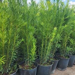 Beautiful Podocarpus Plants For Privacy!!!! About 4 Feet Tall!!! Fertilized 