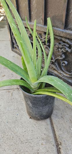 Aloe Vera plants
