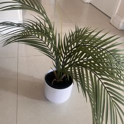 Indoor Decorative Plants