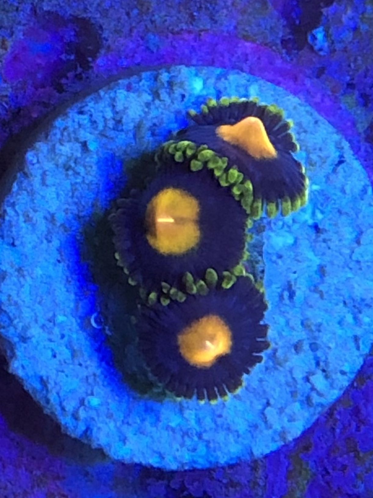 Blowpop Zoas, Zoanthids, Coral, Aquarium