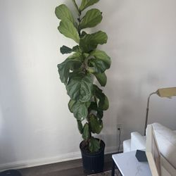 7 Foot Tall Real Fiddle Leaf Fig Tree
