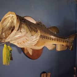 9 Pound Largemouth Bass Mount