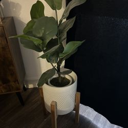 plant