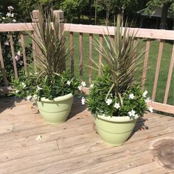 2 Live 4 FT. Tall Tropical Escape Plants With White Bird Of Paradise Mandevilla S