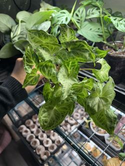 Syngonium Batik