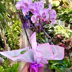 Orchids Arrangement 2 Big Spikes With Ceramic Pot