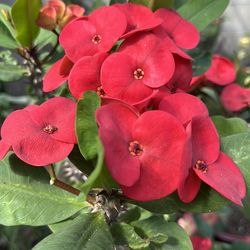 Corona de  Cristo perla del dragón Roja