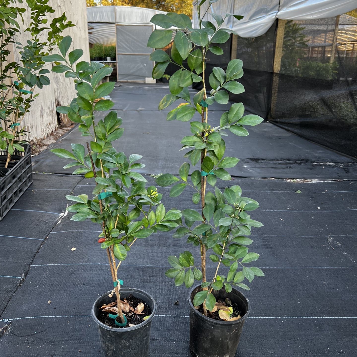Orange Jasmine Plant With Flower