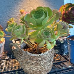 Green Aeonium Flowers