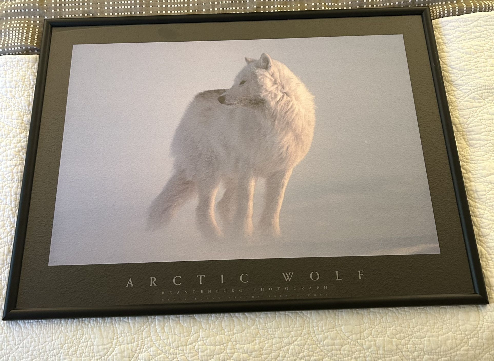 Arctic Wolf Framed Poster