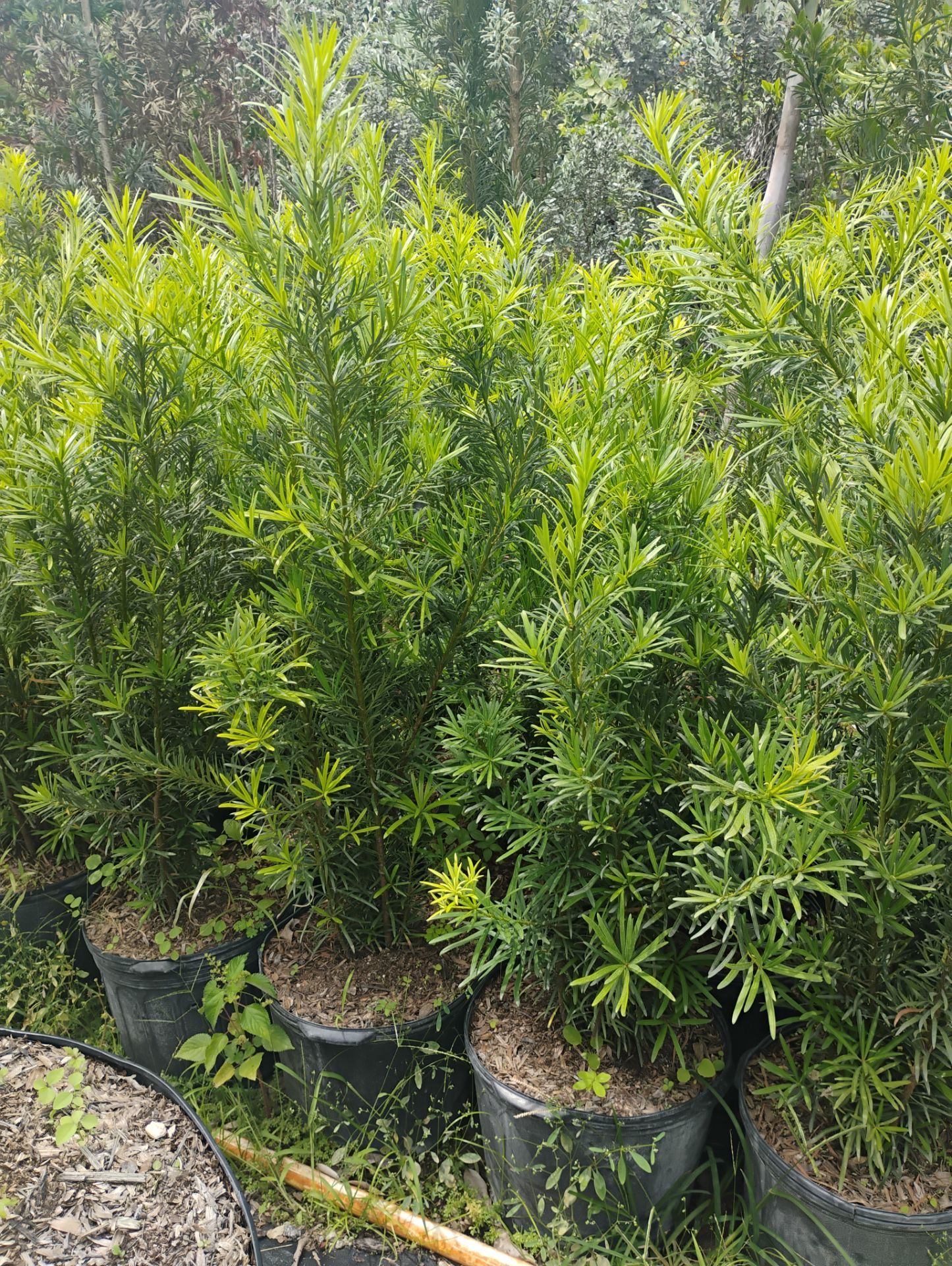 Podocarpus privacy hedges on sale now $19