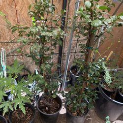  Vine Jasmine Plans 5F The Tall $45 Each Price Firm