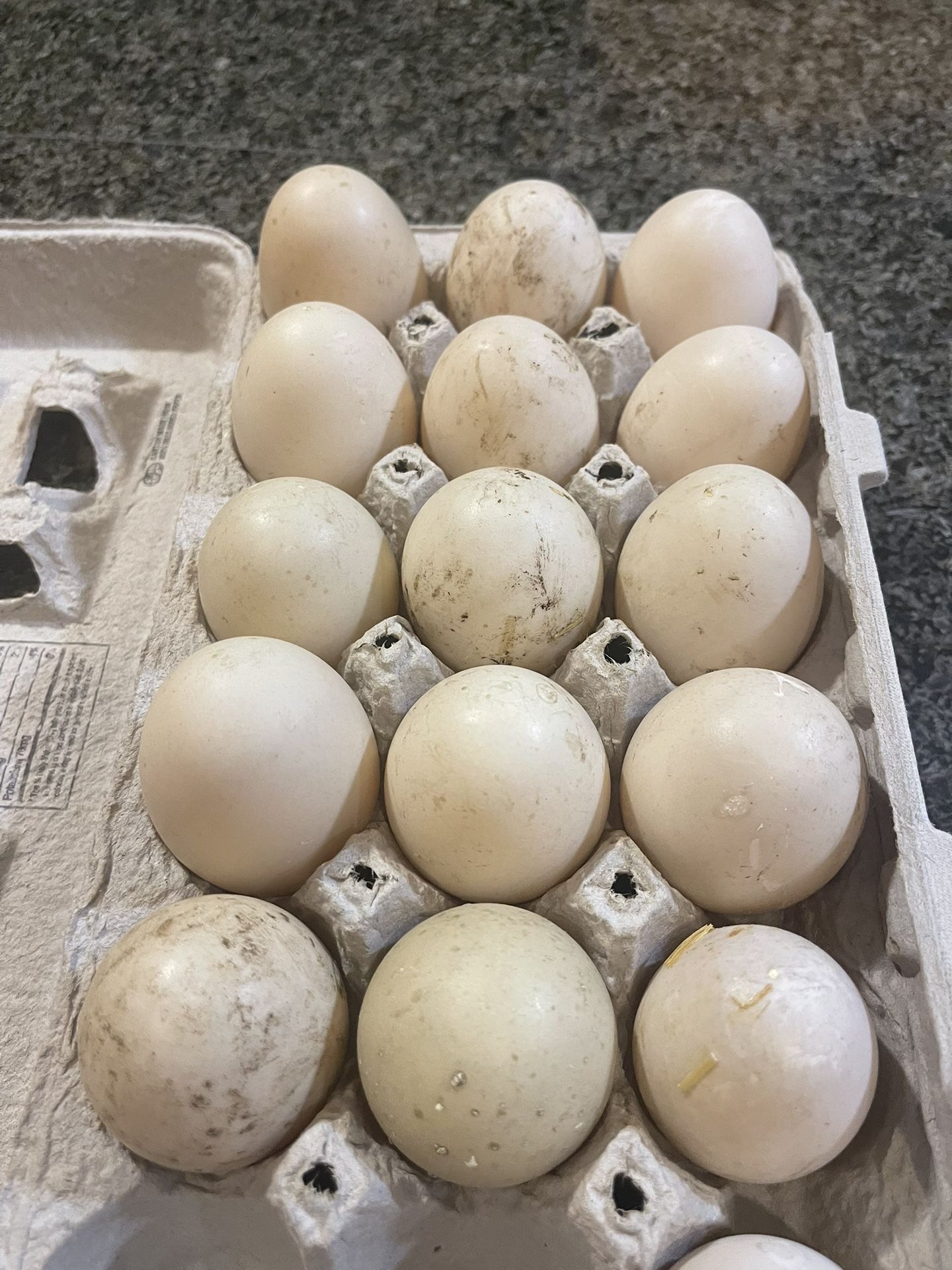 Muscovy Hatch Eggs