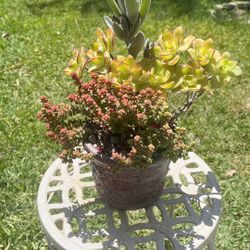 Very Healthy Succulent’s In Rustic Vase 