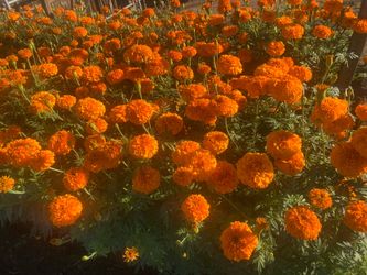 Flores de cempasuchil para el dia de muertos