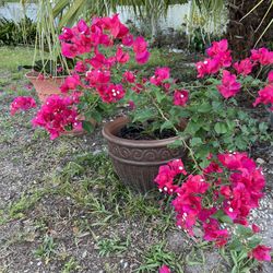 BLOOMING BOUGAINVILLEA IN PLASTIC POT FOR SALE 