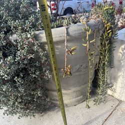 Concrete planters for home garden