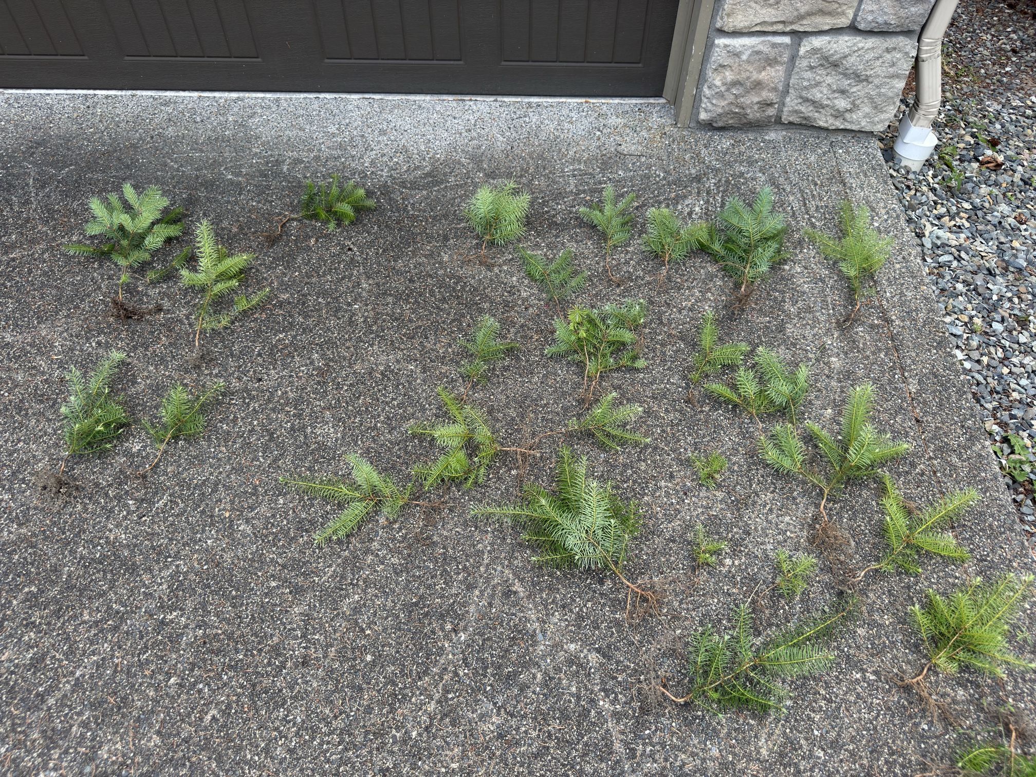 Free trees