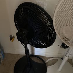 Fans