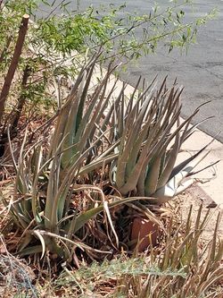 Huge Aloe Vera plants