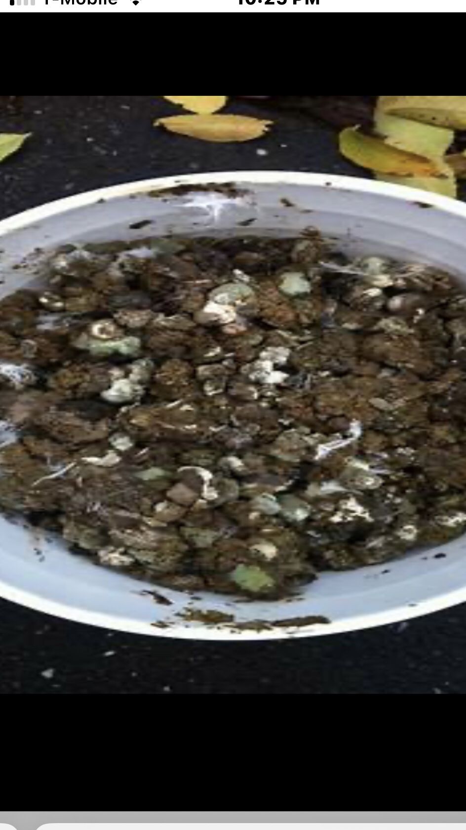 Buy Fresh Pigeon Manure One Bag For $10