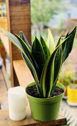 Live indoor Golden Flame Snake 🐍 plant in a plastic nursery planter pot—firm price