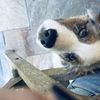 Yuki