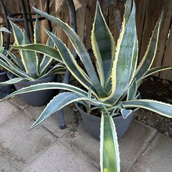 Agave plants