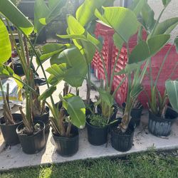 Birds Of Paradise For Trade Or Purchase 