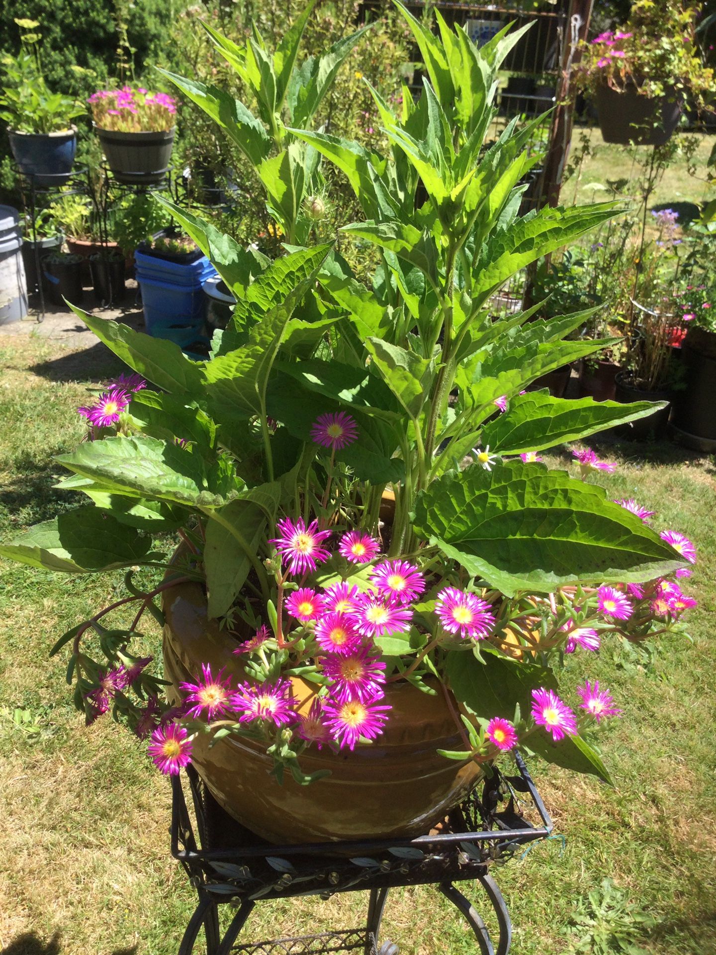 Hardy Plants