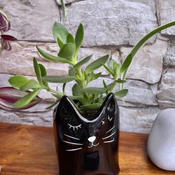 Succulent In Cute Ceramic Black Cat Pot 3.5"H.