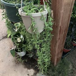 String Of Banana Plant 