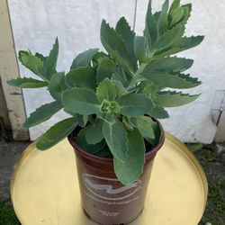 Outdoor Plant