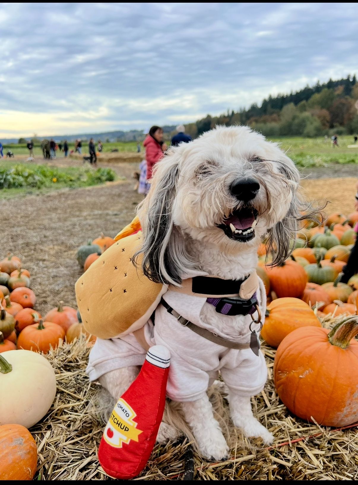 Dog Costume- Hotdog!