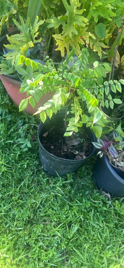 Star fruit carambola tree
