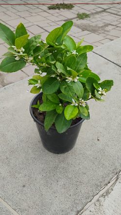 Green Seedless Lemon Tree