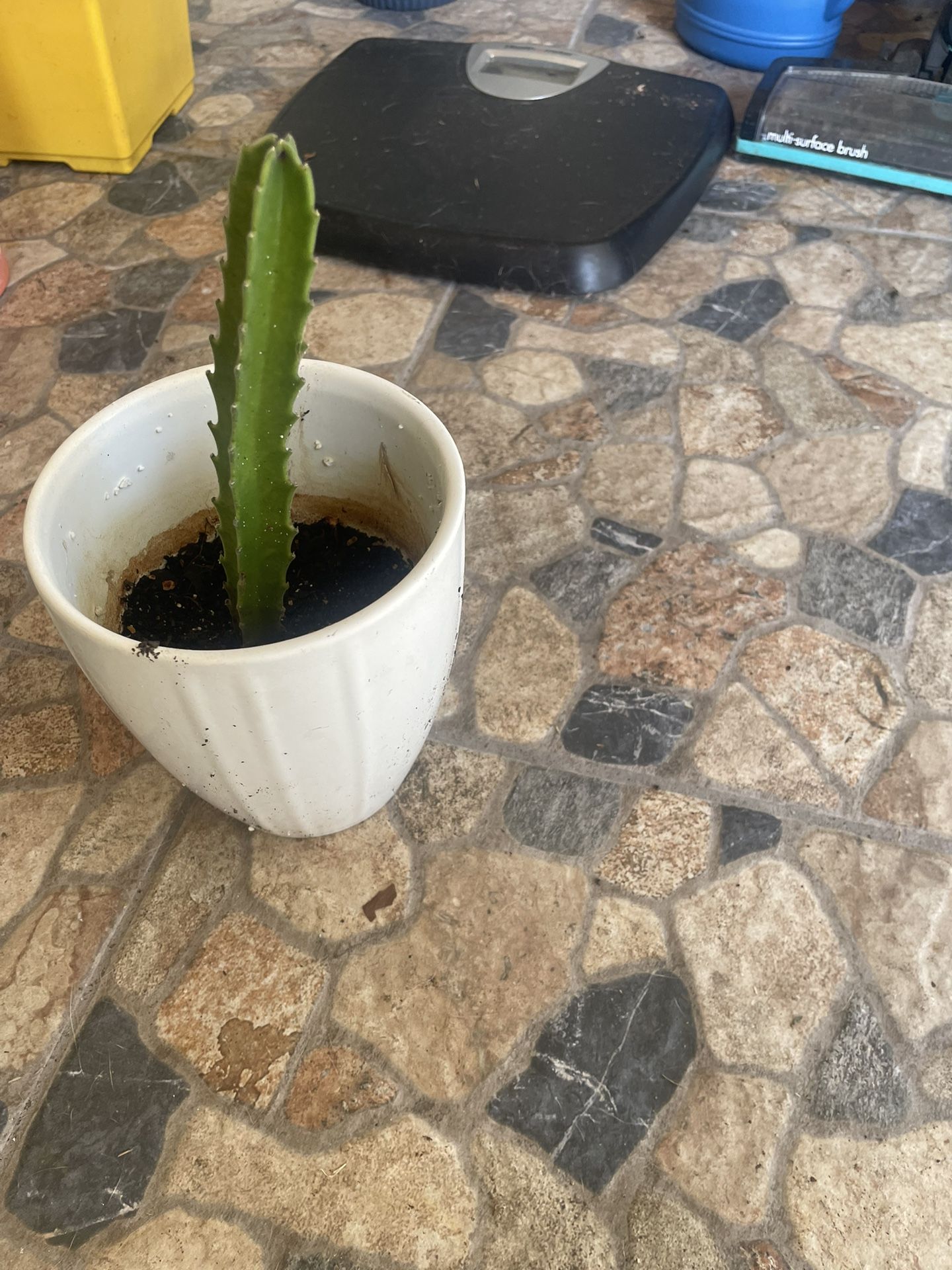 Cactus Plants