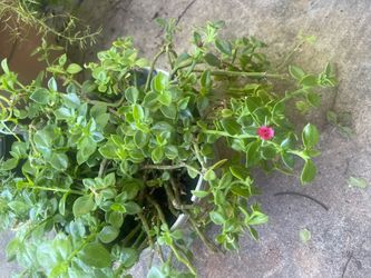Any one plant &5