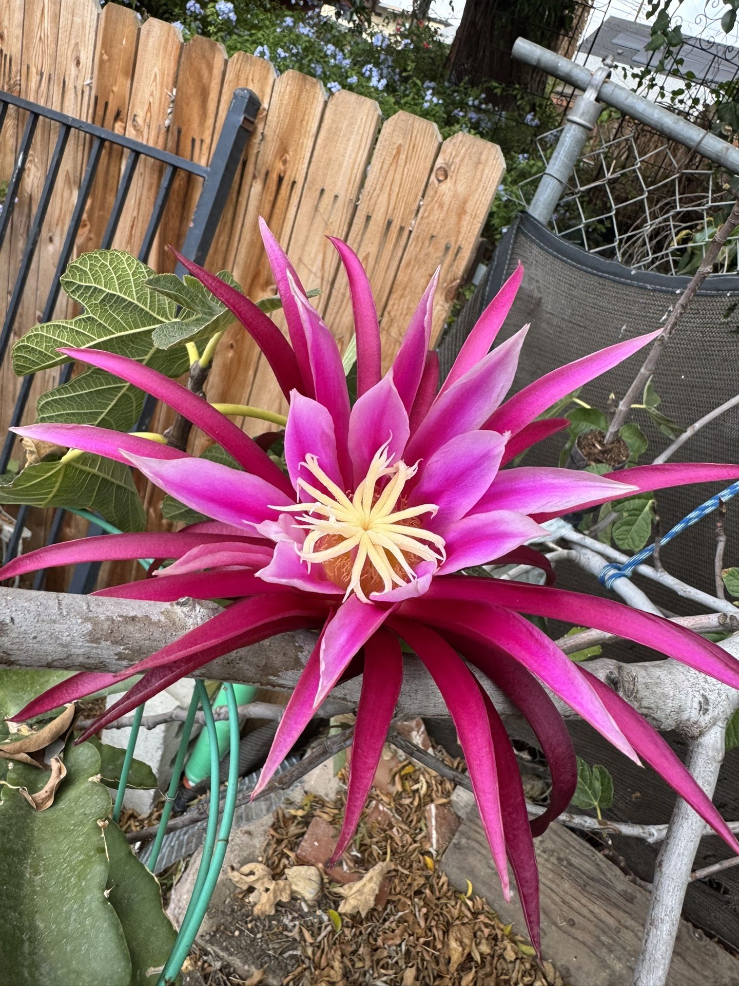Dragon Fruit Plant